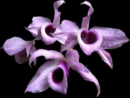 Dendrobium anosmum 